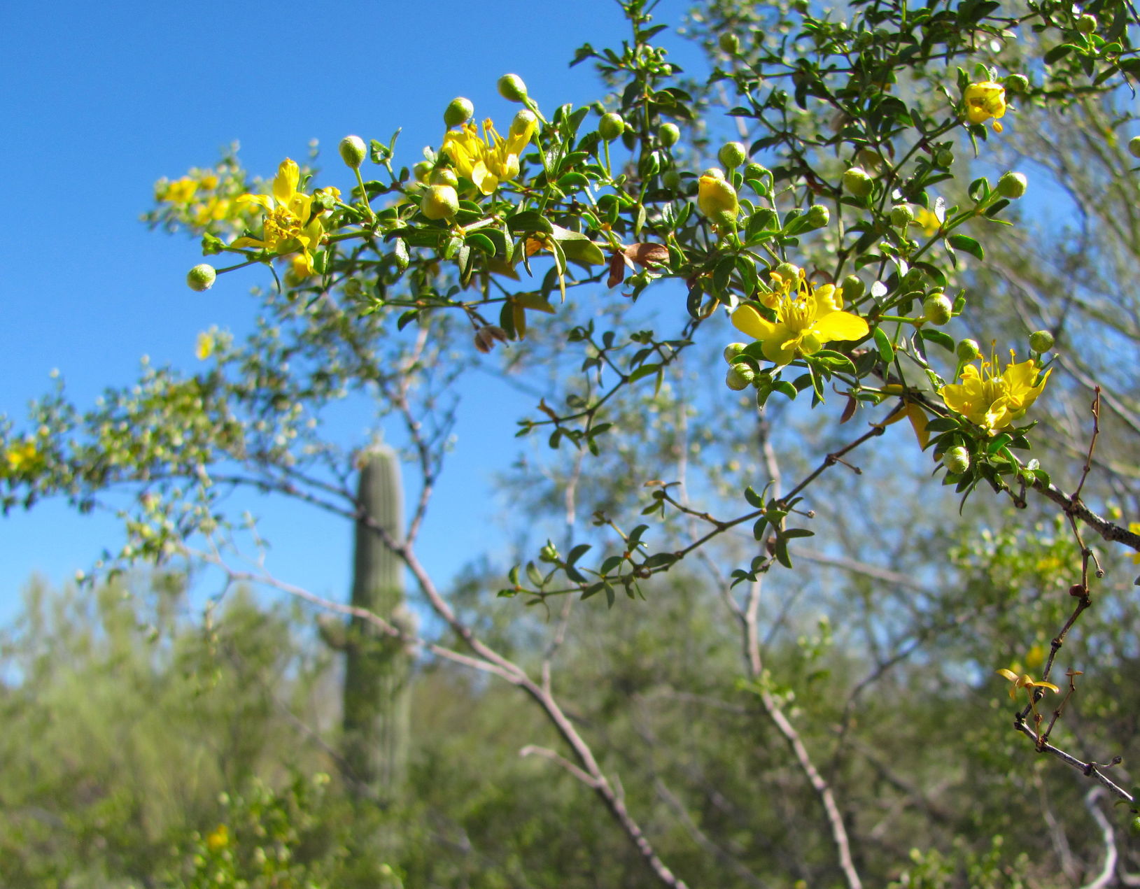 Blooming creosote